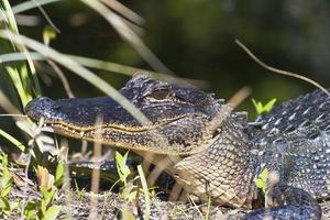 stänga upp av ett aligator liggande i de gräs i de Sol foto