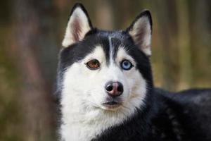 sibirisk hes hund med enorm ögon, rolig överraskad hes hund med förvirrad stor ögon, upphetsad vovve foto