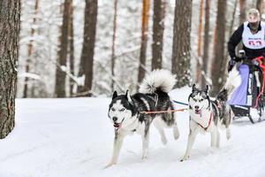 husky slädhundkapplöpning foto