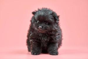 pomeranian spitz valp på rosa bakgrund foto