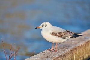 fiskmås stående på jord, blå vatten bakgrund, stänga upp foto