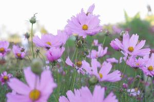 fält av rosa kosmos blomma, pastell tona vår natur bakgrund foto