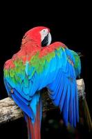 skön färgrik fjäder av scharlakansrött papegojor fågel perching på torr gren foto
