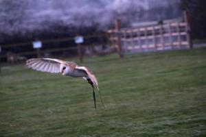 utsikt över en kattuggla foto