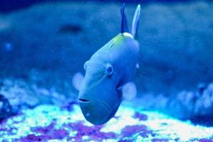 mörk blå marin fisk med vit Ränder foto