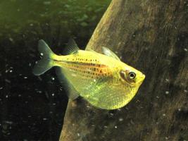 thoracocharax stellatus fisk simning i Hem akvarium foto