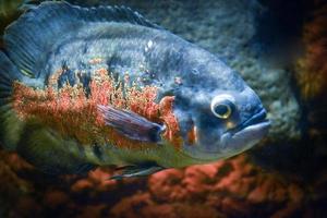 astronotus ocellatus fisk simning under vattnet foto