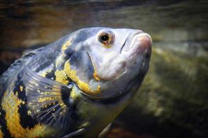 astronotus ocellatus fisk simning under vattnet foto