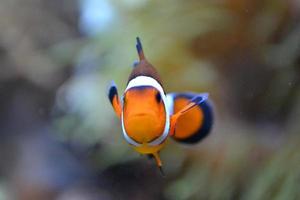 clown fisk, anemonfisk, amphiprioninae simning foto