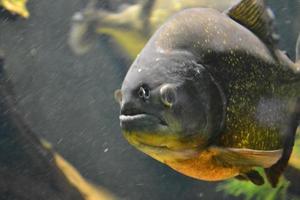 piranha fisk - pygocentrus piraya foto