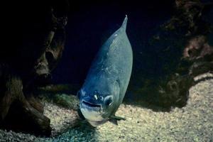 grå piranha - serrasalmidae fisk simning foto