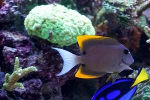 naso tang fisk simning i akvarium foto