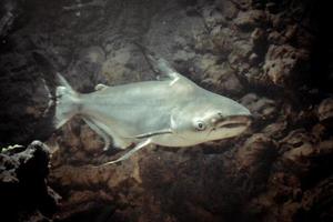 pangasianodon hypothtalmus - grå haj, mörk bakgrund foto