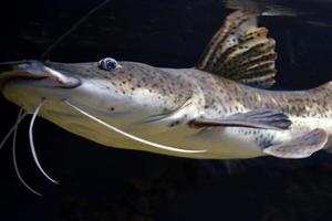 pseudoplatystom fasciatum fisk, svart bakgrund foto