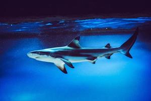 carcharhinus melanopterus haj simning under vattnet, blå bakgrund foto