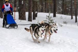 slädhundkapplöpning. husky slädhundar team drar en släde med hundförare. vintertävling. foto