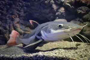 phractocephalus hemioliopterus - grå, fick syn på, redtail havskatt foto