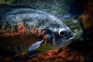 astronotus ocellatus fisk simning under vattnet foto