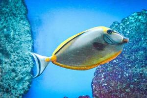 naso tang - tropisk grå och gul fisk foto