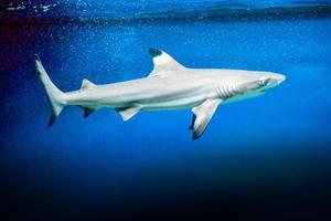 carcharhinus melanopterus haj simning under vattnet, blå bakgrund foto