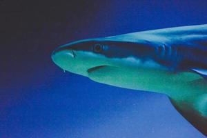 carcharhinus melanopterus haj - närbild på huvud fotografera, blå bakgrund foto