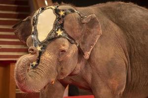 cirkus elefant med en Uppfostrad hobbot närbild. foto