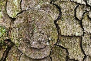 knotig bark av en träd med många kurvor och cirklar detalj foto