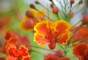 orange Caesalpinia pulcherrima blomma blomning skönhet natur foto