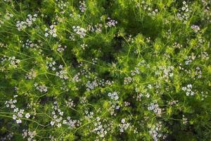 grön fält av blomning koriander med små vit blommor. naturlig textur bakgrund foto