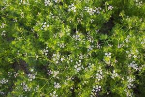 grön fält av blomning koriander med små vit blommor. naturlig textur bakgrund foto