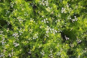grön fält av blomning koriander med små vit blommor. naturlig textur bakgrund foto