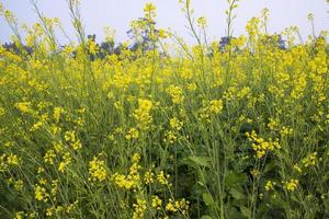 gul rapsfrö blommor i de fält med blå himmel. selektiv fokus naturlig landskap se foto