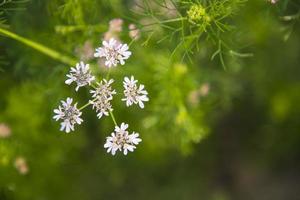 närbild fokus vit blomning koriander blommor med grön suddigt bakgrund foto