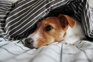 sällskapsdjur under filt i säng. porträtt av ledsen hund värms upp i kall väder foto