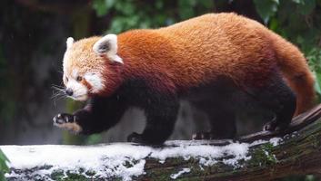 röd panda på stock foto
