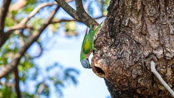 psittacula alexandri, röd breasted parakit uppflugen på träd i natur bakgrund foto