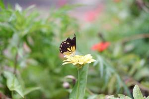 en fjäril klamrar sig fast till en Söt blomma foto