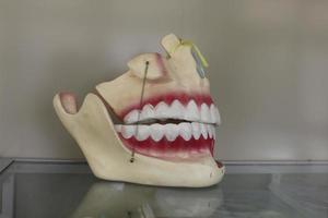 dental tänder rekvisita bilder foto