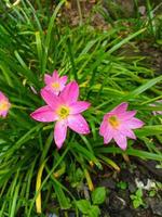 de rosa regn lilja är en arter av växt av de släkte zephyranthes eller regn lilja inföding till peru och colombia. foto