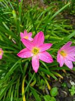 de rosa regn lilja är en arter av växt av de släkte zephyranthes eller regn lilja inföding till peru och colombia. foto