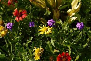ljus färgrik blommor i utomhus- trädgård i karachi pakistan 2022 foto