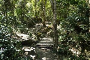 phu kradueng nationell parkera, loei provins, thailand. trä sätt promenad i de skog. foto