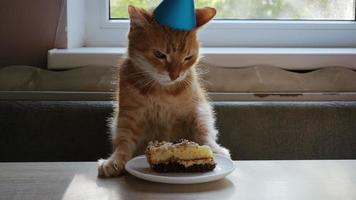 ingefära katt äter födelsedag kaka. födelsedag katt. keps på de huvud. årsdag eller Semester katt. 4k foto