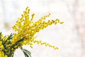 skön gul mimosa blomma blomma i glas vas i vår tid foto