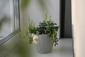 miniträdgård av olika suckulenter i en keramisk pott på de fönsterbräda. skön blandad saftig arrangemang. foto