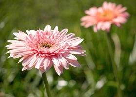 gerbera blomma i en trädgård foto