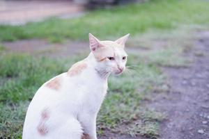 förtjusande söt katt som en bakgrund foto