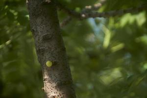 stänga upp av stjärna krusbär på träd eller phyllanthus acidus skeels. knippa krusbär. phyllanthus acidus, känd som de otaheit krusbär, Land krusbär, stjärna, ungmö, grosella, ungmö, karamay. foto