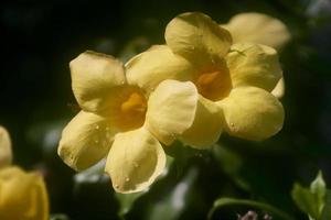 skön gul alamanda blommor i de trädgård med droppar, alamanda eller manda är ett dekorativ växt känd som alamanda blomma och är också känd som gyllene trumpet blomma, eller gul klocka blomma. foto