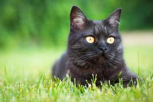 porträtt av svart inhemsk katt foto